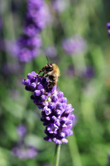 Bumblebee licks with its long tongue nectar of lavender flowers