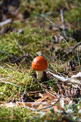 amanita