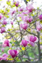 Spring background with branch blooming magnolia tree flowers