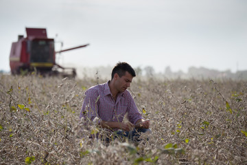 Farmer in soybean field during harvest