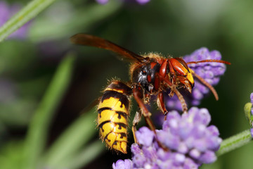 The hornet (Vespa crabro) belongs to the real wasps or paper wasps