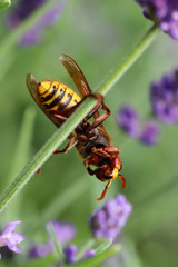 Hoornaar (Vespa crabro) virtually comes to virtually all of Europe and parts of Asia