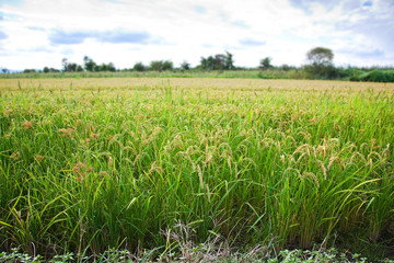 Fototapeta premium Italian rice fields in summer