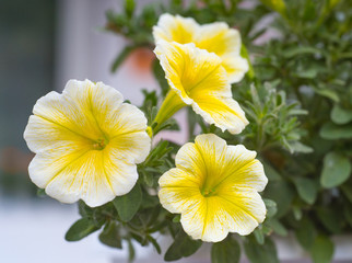 yellow flowers of annual petunias family blooming in a massed garden bed .
