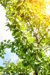 Fototapeta premium Ripe pears on tree branch.