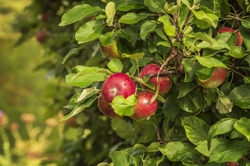 Red apples on tree