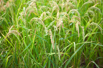 Italian rice fields in summer