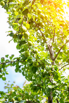 Ripe pears on tree branch.