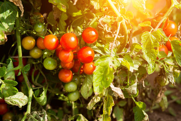 Ripe red tomatoes are on the green foliage background,