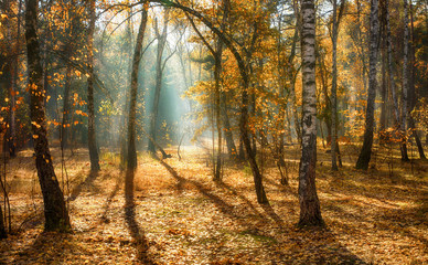 walk in the forest. morning. Sun rays. beauty. autumn.