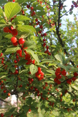 The red cherries on the branches.