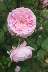 The romantic rose.