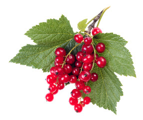 red currant with green leaves isolated on white background
