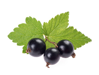 black currant with green leaves isolated on white background