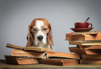 Smart beagle in glasses with old books .