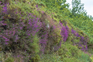 field flowers green trees