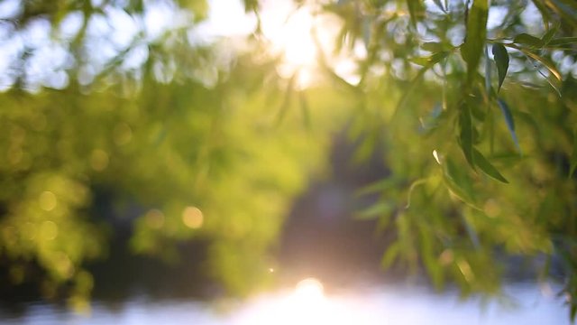 Fresh green foliage growing at trees on banks of river. Beautiful charming sunny natural landscape background with sunshine and sunflare of sunset time. Real time full hd video footage.