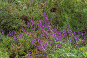 field flowers green trees