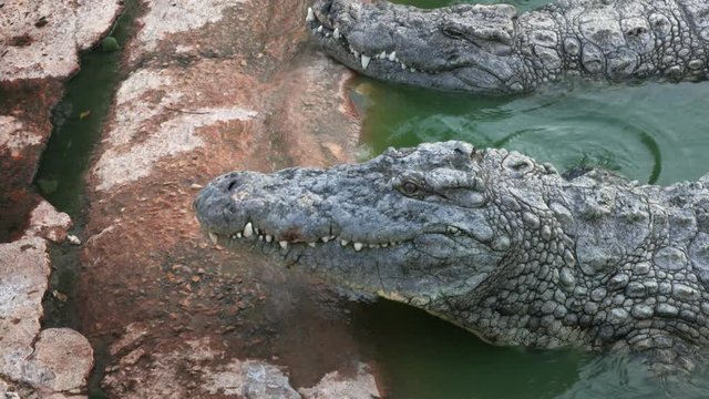 big crocodile opens its mouth