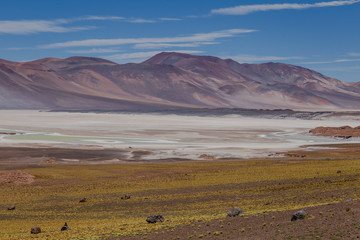 Lagune Altiplanique Colorée proche du désert d'Atacama au Chili voyage découverte  trek roadtrip