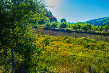 Obraz premium field flowers green trees