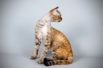 Devon rex cat on colored backgrounds