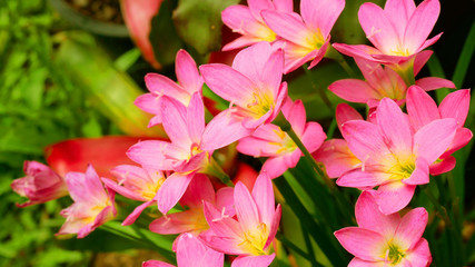 Obraz premium Pink flowers in the garden.