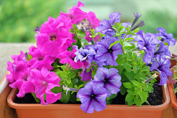 Pink and violet Petunia Petunioideae flowers macro closeup as a background. Selective focus. Image...