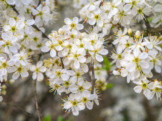 white flowers and branches of cherry blossoms in the spring garden