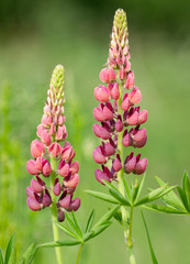 blooming lupine flowers pink and purple isolated on green nature background