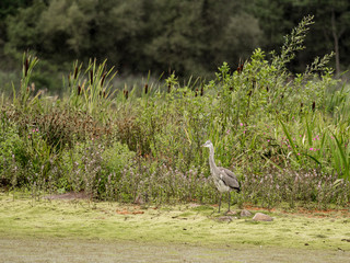 Grey Heron resting and watching for prey at Brockholes nature reserve, Brockholes, Preston, Lancashire, UK