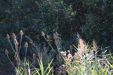 Goldfinch on a wild Teasel