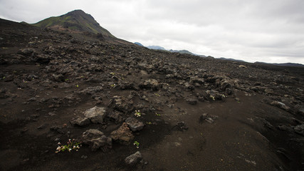 Dark landscape with white flowers.