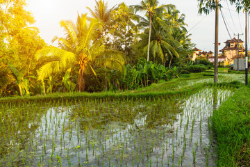Green rice terraces and houses in Bali island, Indonesia..