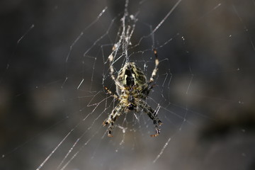 Araignée Épeire diadème  sur toile