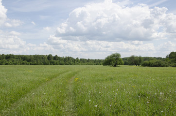 tree in a field