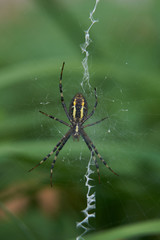 Spinne im Netz