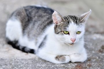 Young white gray cat resting outdoor. Natural outdoor closeup portrait of domestic cat