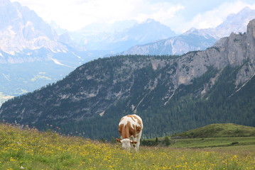 Naklejka premium alps cow