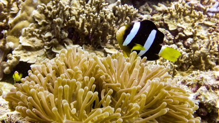 Fototapeta na wymiar Close up of Black Anemone fish in maldives.
