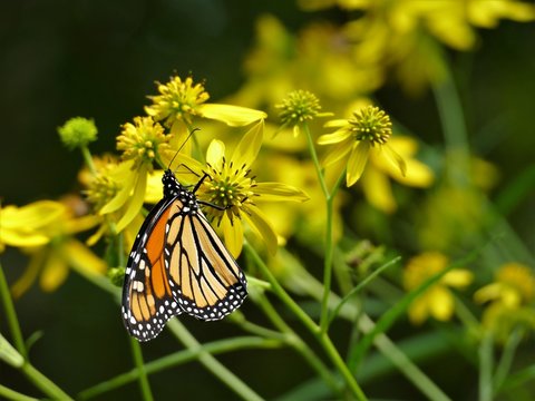 Tiger Striped Butterfly on yellow flowers