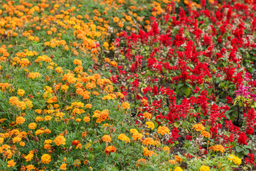 flower bed of red and yellow marigold natural garden environment  
