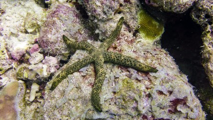 Stingray gliding over the bottom, Maldives.