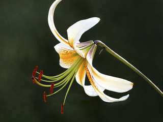 Tiger lily
