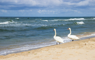 Fototapeta na wymiar Baltic Sea - white swans on the shore.