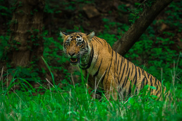 Plakat A male tiger cub sighted in monsoon when forest is like green carpet at Ranthambore Tiger Reserve