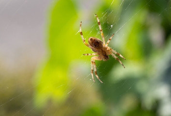 Closeup of a spider on the spider web.