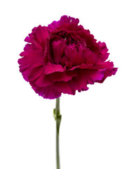 unusual dark purple carnation