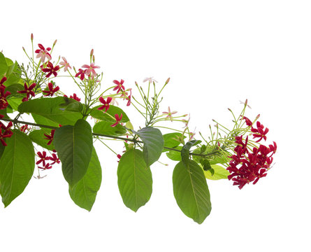 Chinese honeysuckle isolated
