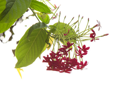 Chinese honeysuckle isolated